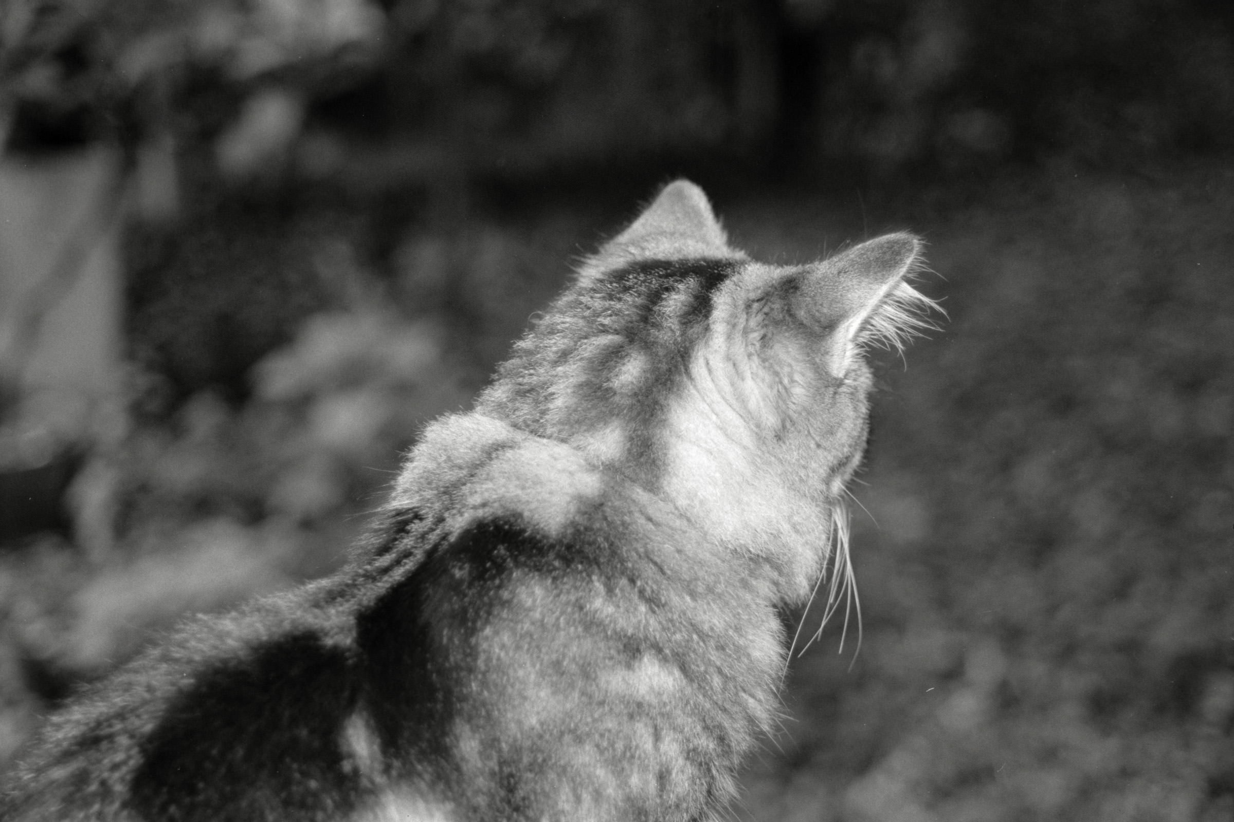 AHP F1990 09 003 sc250506 img34 NLP